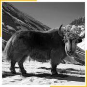 Yak 